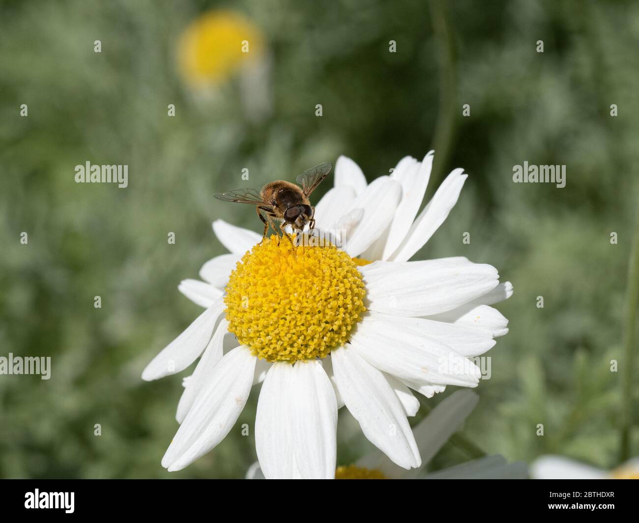Un primo piano di un'ape che si nutra su un fiore bianco daisy di Anthemis punctata subsp. Cupaniana Foto Stock