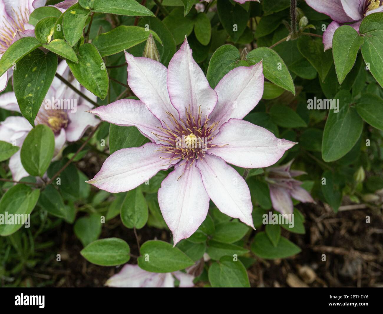 Un fiore viola chiaro di Clematis Samaritan Jo Foto Stock
