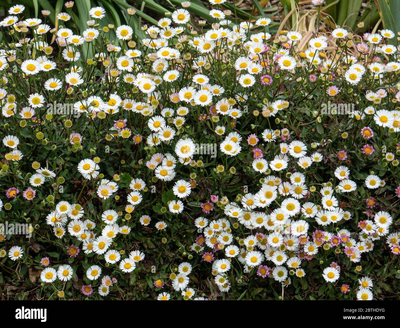 Un grande grumo di Erigeron karvinskianus coperto di piccoli fiori bianchi margherita sul bordo di un confine Foto Stock
