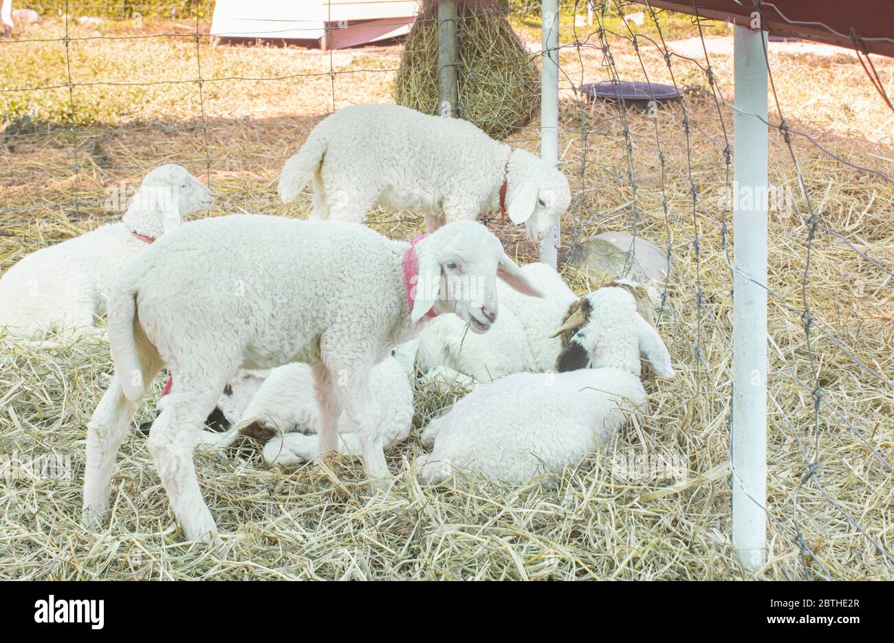 Gruppo di pecore bianche mangiare paglia e Squat in ovile o Stall con luce naturale Foto Stock