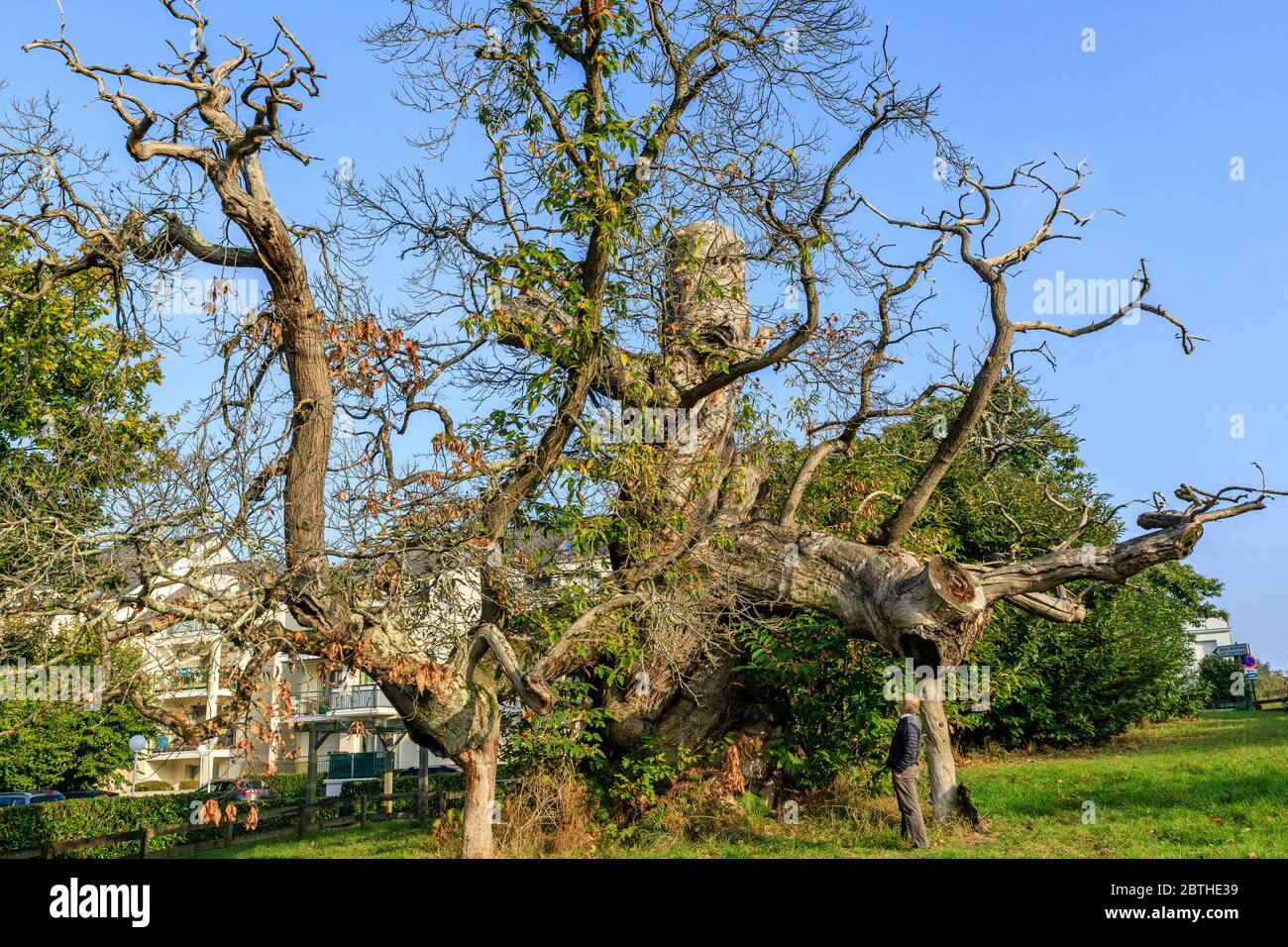 Francia, Loire Atlantique, Nantes, Parco Chantrerie, castagno (Castanea sativa) elencato albero notevole di Francia dall'associazione A.R.B.R.E.S. // Francia, Foto Stock