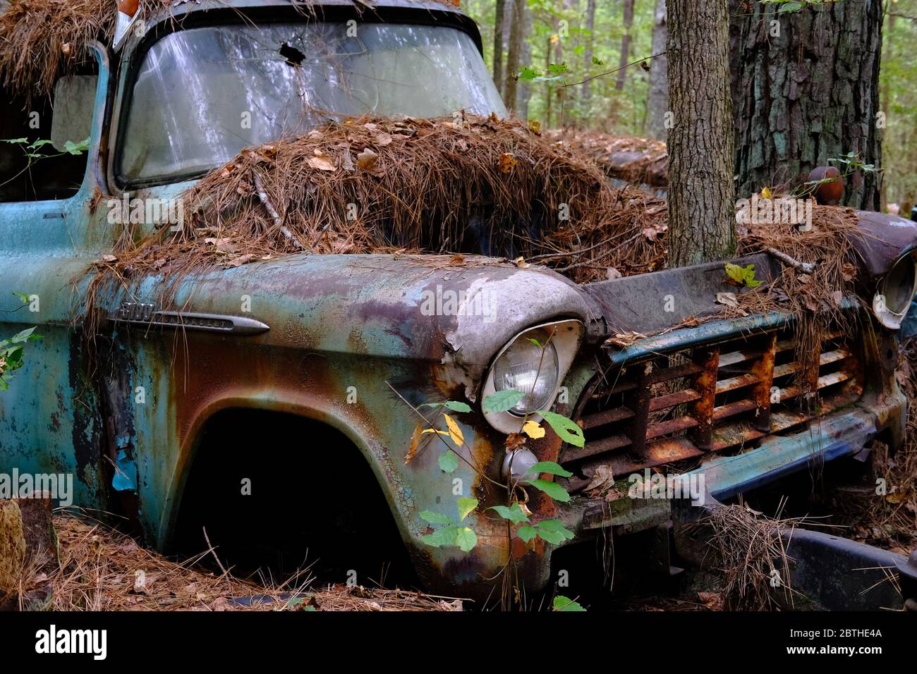 Pinestraw nel vano motore Foto Stock