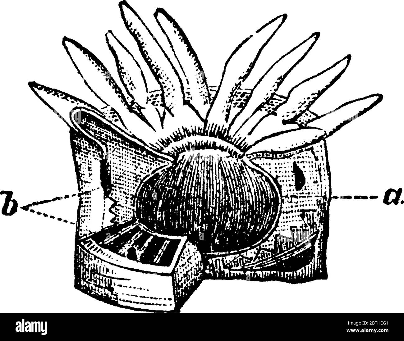 Consiste di un sacco carnoso con un orifizio, intorno al quale sono numerosi tentacoli, e quando espansi assomigliano fiori, e sono stati quindi chiamati Ani Illustrazione Vettoriale
