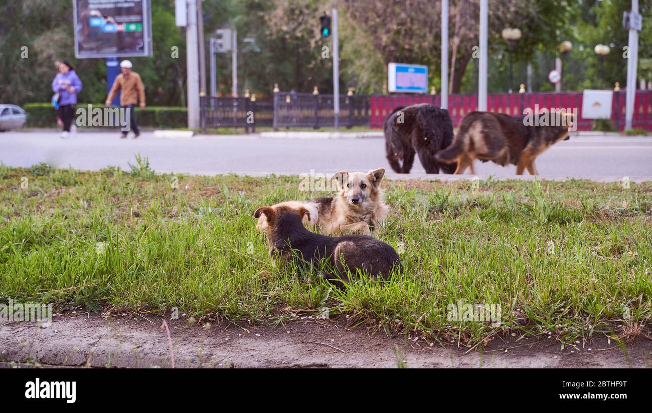 i cani urbani si incrociano. Nelle vicinanze è presente un'auto parcheggiata Foto Stock