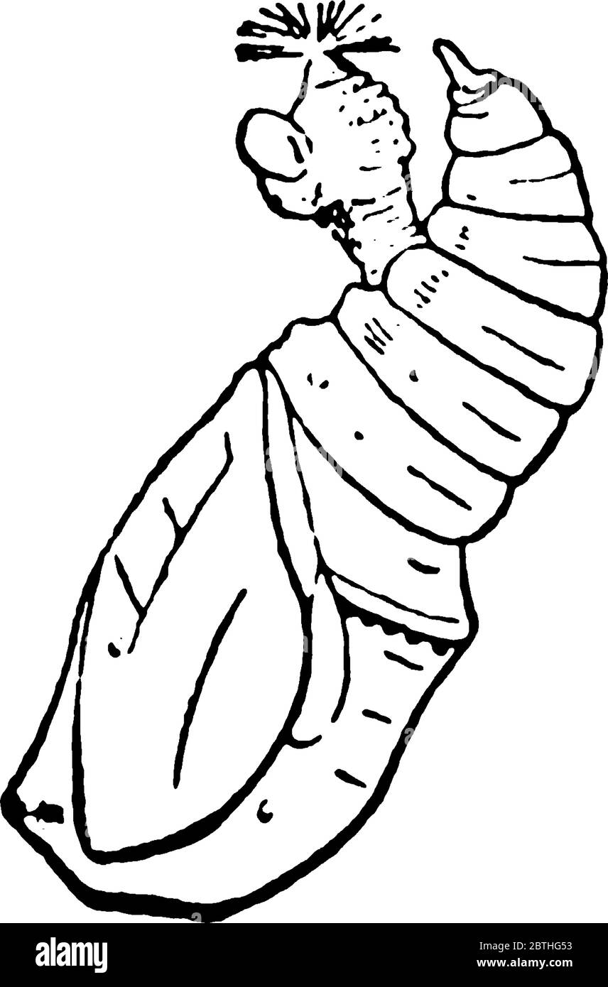 Le Farfalle Monarch sono oggetto di metamorfosi, in cui sono presenti quattro fasi distinte. Questa figura rappresenta la fase Larva, il disegno di linea vintage o entr Illustrazione Vettoriale