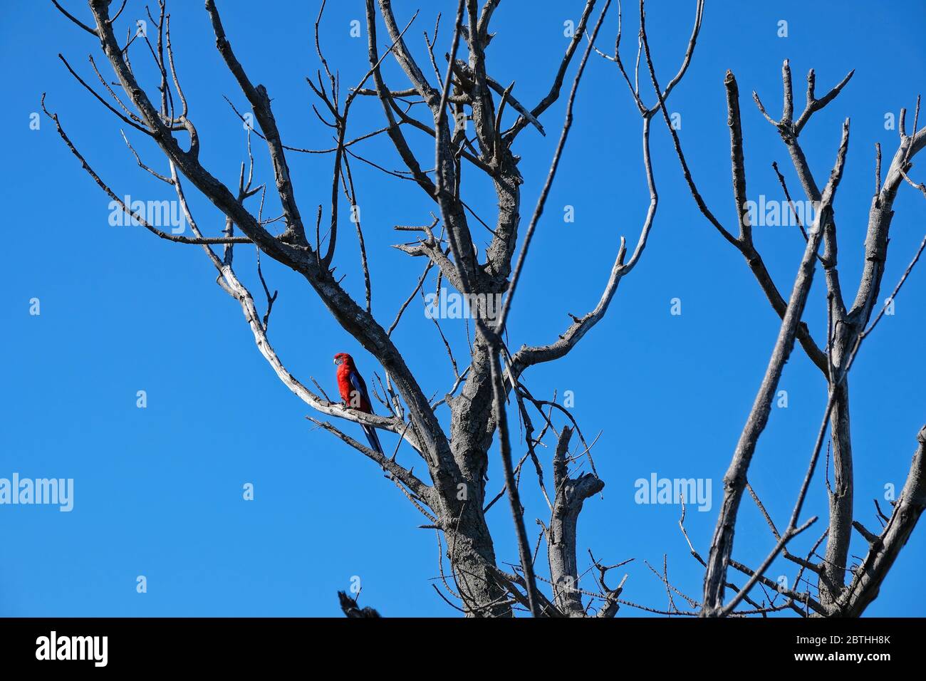Crimson Rosella, un uccello australiano nativo, arroccato su un ramo di un albero morto con cielo blu dietro. Foto Stock