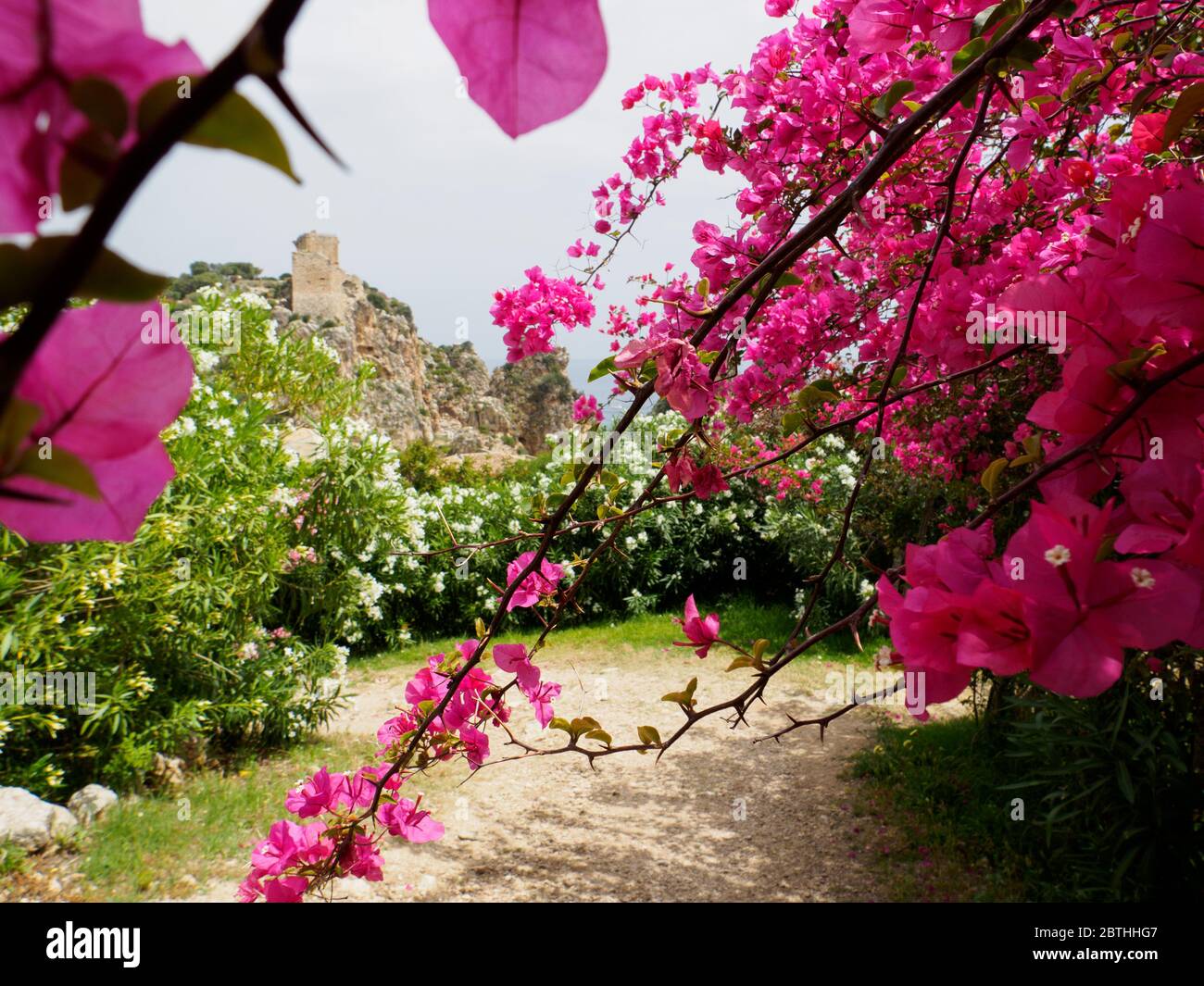 fiori in fiore e il tonnare di scopello sullo sfondo del mediterraneo Foto Stock
