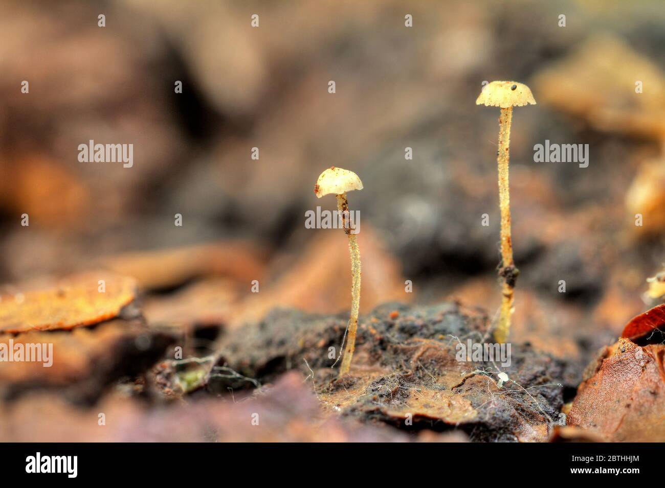 Famiglia di funghi piccoli in Het Amsterdam bos (Amsterdam wood) nei Paesi Bassi. Foto Stock