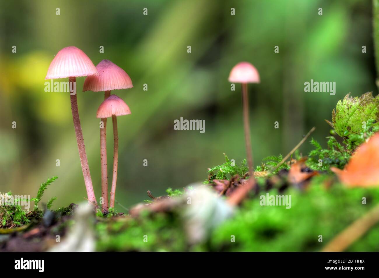 Famiglia di funghi piccoli in Het Amsterdam bos (Amsterdam wood) nei Paesi Bassi. Foto Stock