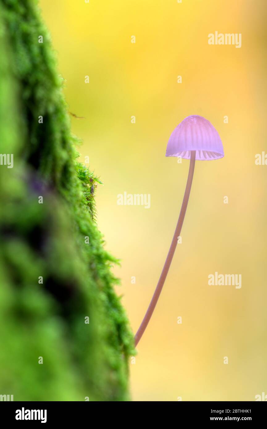 Sgabello piccolo su un tronco in autunno in het Amsterdam bos Foto Stock