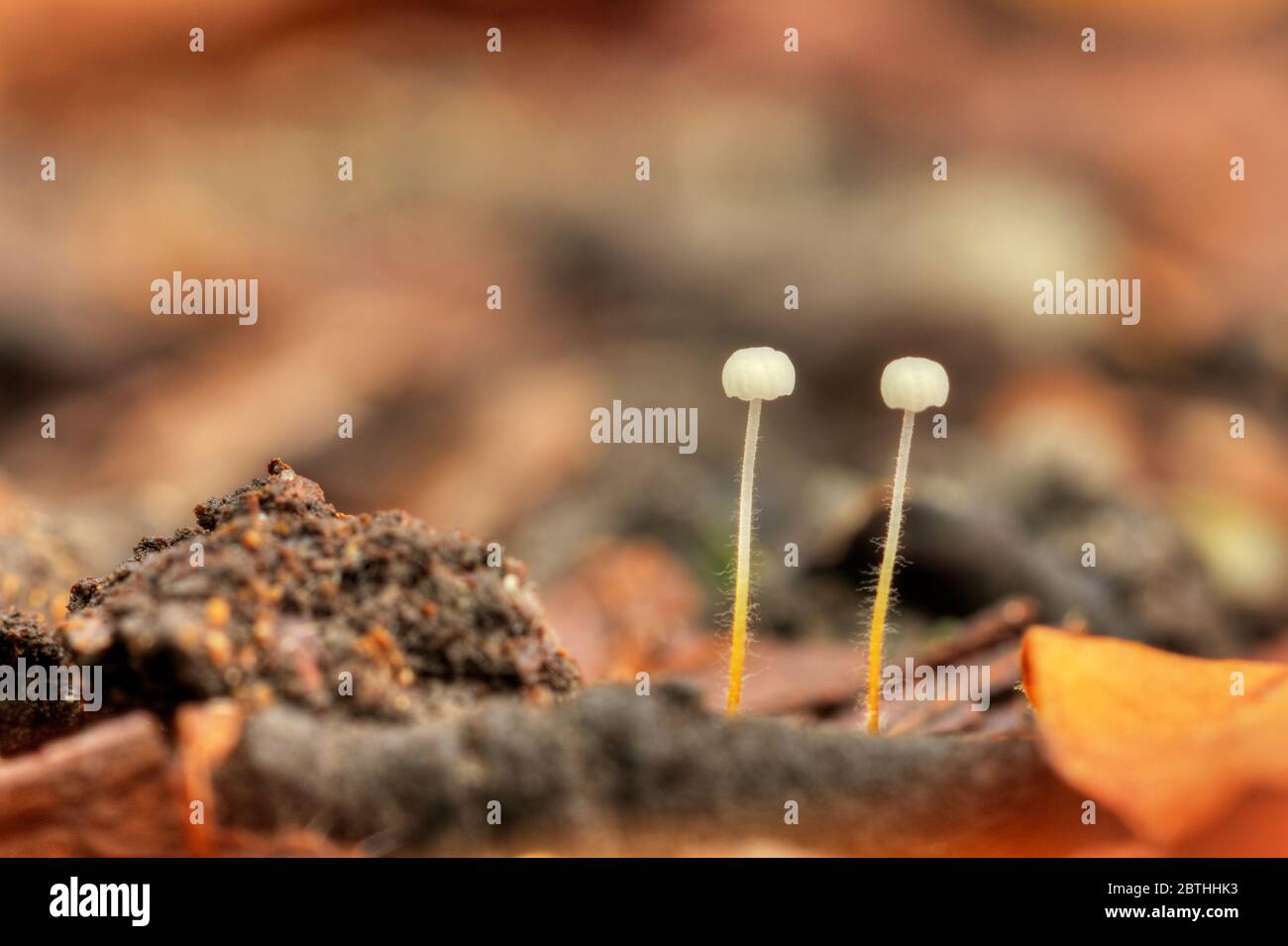 Famiglia di funghi piccoli in Het Amsterdam bos (Amsterdam wood) nei Paesi Bassi. Foto Stock
