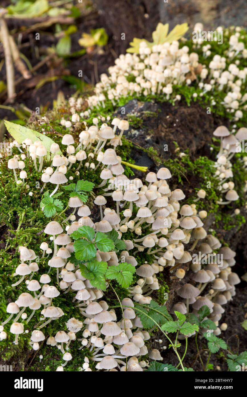 In autunno, in Olanda, un sacco di sgabelli su un tronco, in het Amsterdam bos (legno di Amsterdam). Foto Stock