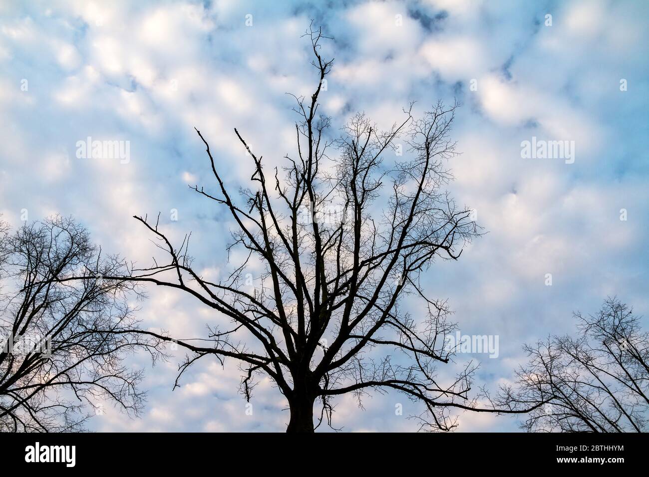 Silhouette contro il cielo mattutino di alberi minacciosi in het Amsterdam bos (Amsterdam legno) nei Paesi Bassi. Foto Stock