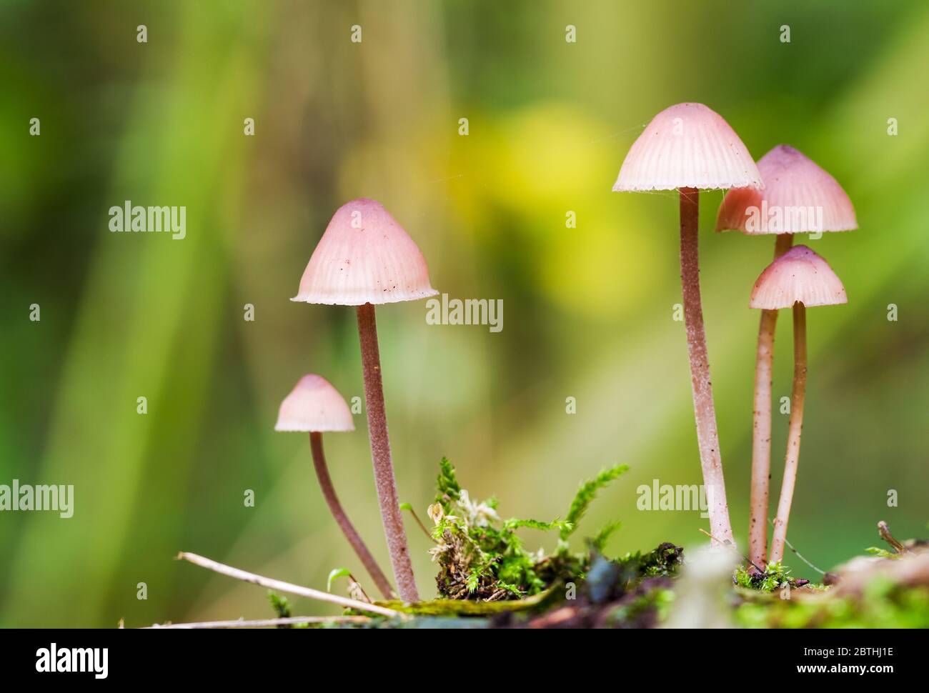 Famiglia di funghi piccoli in Het Amsterdam bos (Amsterdam wood) nei Paesi Bassi. Foto Stock