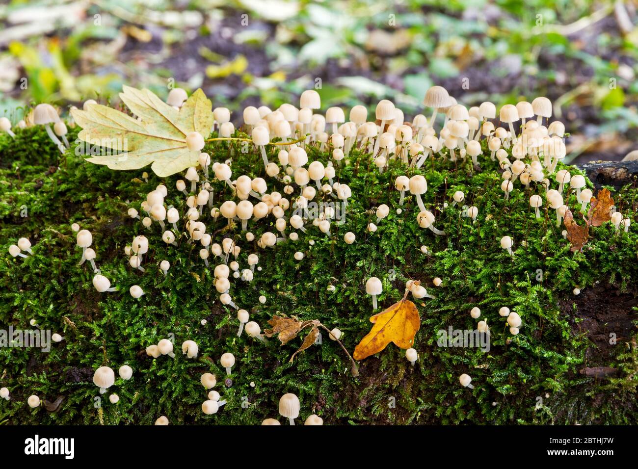 In autunno, in Olanda, un sacco di sgabelli su un tronco, in het Amsterdam bos (legno di Amsterdam). Foto Stock