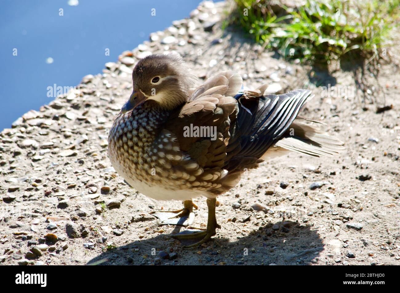 Un'anatra di mandarino che riposa al Queensmere Pond a Wimbledon Common, Londra, Regno Unito Foto Stock