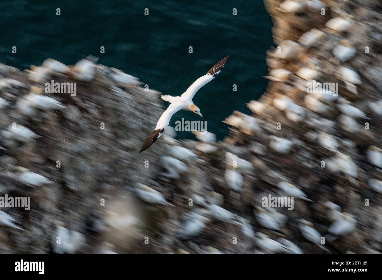 Un Gannet nidifica sulle scogliere di Bempton il 9 luglio 2019 vicino a Bridlington, Inghilterra. Migliaia di uccelli marini, tra cui le gannette, migrano dai climi più caldi per nidificare sulle scogliere di gesso a Bempton, nel Nord Yorkshire, dove trascorreranno l'estate allevando e allevando i loro giovani. Oltre 20,000 Gannets - che si abbinano per la vita e possono vivere per oltre 20 anni - costituiscono il quarto di un milione di uccelli marini che ritornano a nidare ogni estate su queste scogliere di gesso alte 100 metri. I Gannets che nidificano sulla Bempton Cliffs RSPB Reserve costituiscono la più grande colonia di riproduzione sul continente britannico. Foto Stock