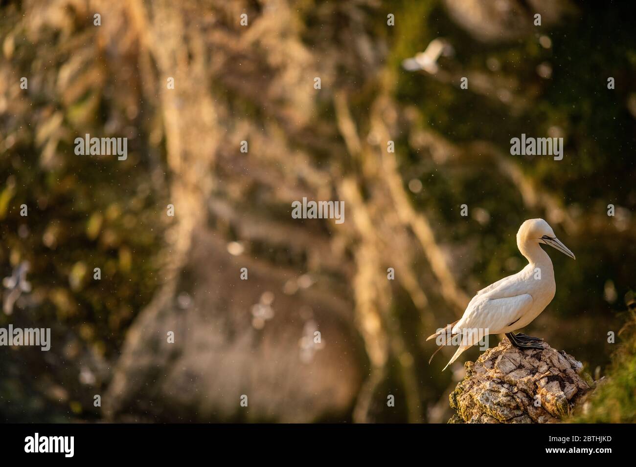 Un Gannet nidifica sulle scogliere di Bempton il 9 luglio 2019 vicino a Bridlington, Inghilterra. Migliaia di uccelli marini, tra cui le gannette, migrano dai climi più caldi per nidificare sulle scogliere di gesso a Bempton, nel Nord Yorkshire, dove trascorreranno l'estate allevando e allevando i loro giovani. Oltre 20,000 Gannets - che si abbinano per la vita e possono vivere per oltre 20 anni - costituiscono il quarto di un milione di uccelli marini che ritornano a nidare ogni estate su queste scogliere di gesso alte 100 metri. I Gannets che nidificano sulla Bempton Cliffs RSPB Reserve costituiscono la più grande colonia di riproduzione sul continente britannico. Foto Stock
