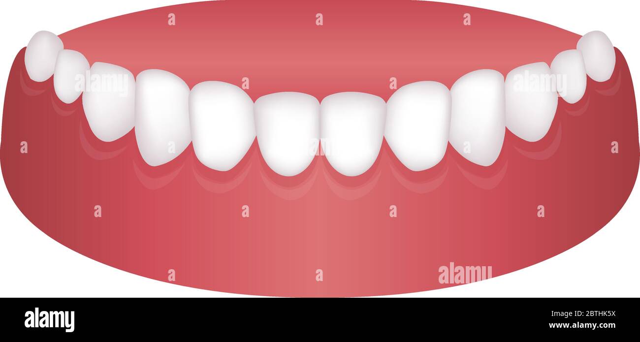 Illustrazione vettoriale della dentizione inferiore (denti normali) Illustrazione Vettoriale