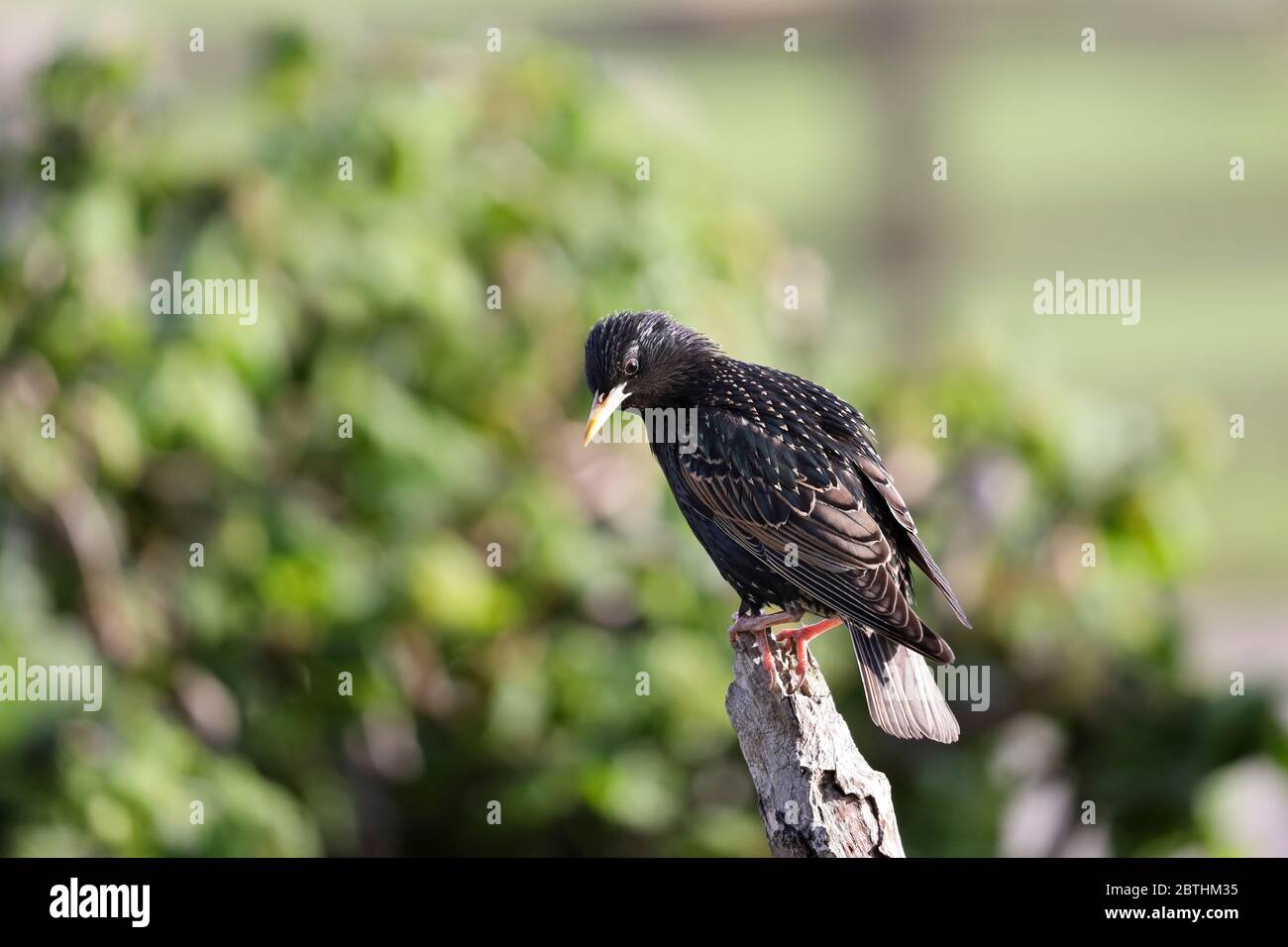 Starling comune (Sturnus vulgaris) illuminato da luce tardo pomeriggio, Regno Unito Foto Stock Starling comune (Sturnus vulgaris) illuminato da luce tardo pomeriggio, Regno Unito Foto Stock