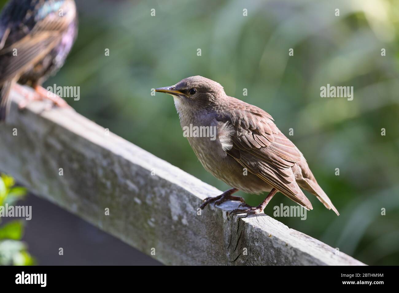 Sturnus vulgaris, un fiocco di stelle, arroccato su una recinzione giardino illuminata dalla luce del tardo pomeriggio, Regno Unito Foto Stock Sturnus vulgaris, un fiocco di stelle, arroccato su una recinzione giardino illuminata dalla luce del tardo pomeriggio, Regno Unito Foto Stock