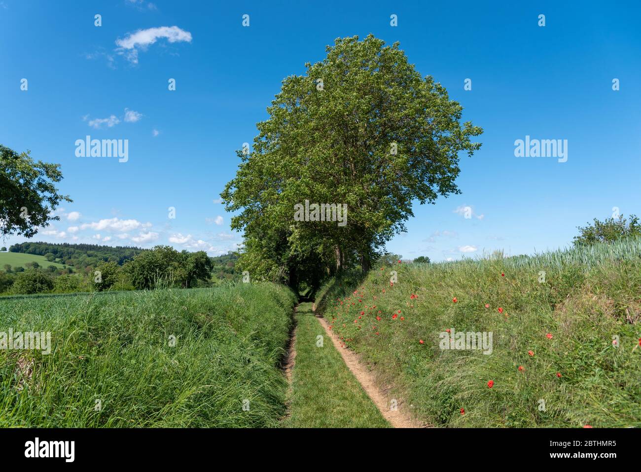 Paesaggio naturale con sentiero campo, Gochsheim, Baden-Wurttemberg, Germania, Europa Foto Stock