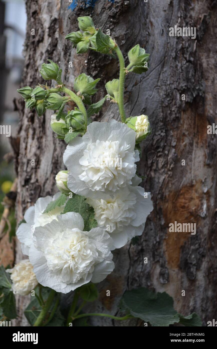 Giardinaggio. Giardino, letto fiorito. Allow. Malva. Alcea grandi fiori ricci. Fiori bianchi Foto Stock