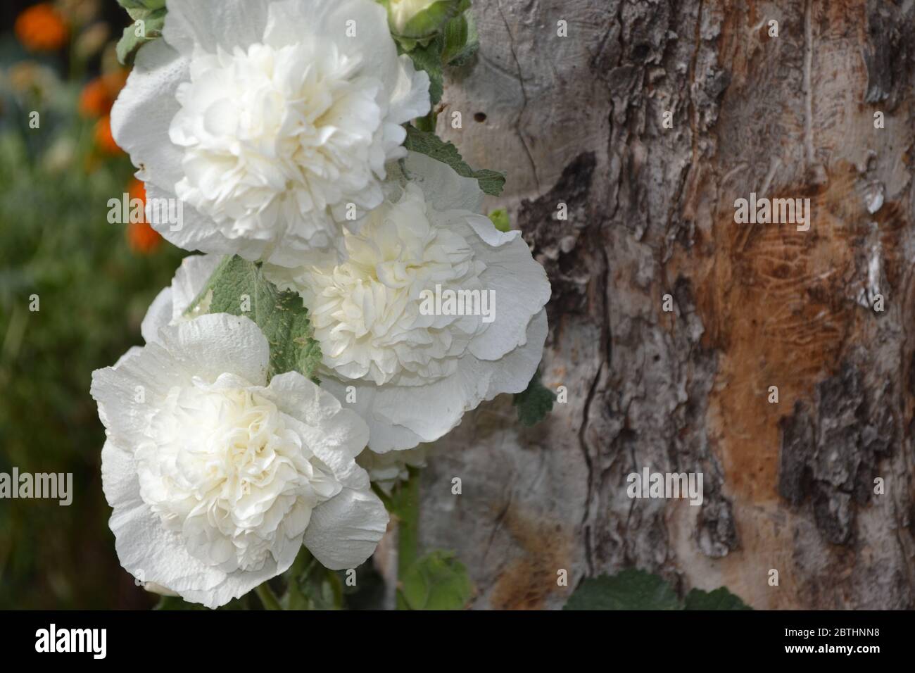 Giardinaggio. Giardino domestico. Allow. Malva. Alcea grandi fiori ricci. Fiori bianchi Foto Stock