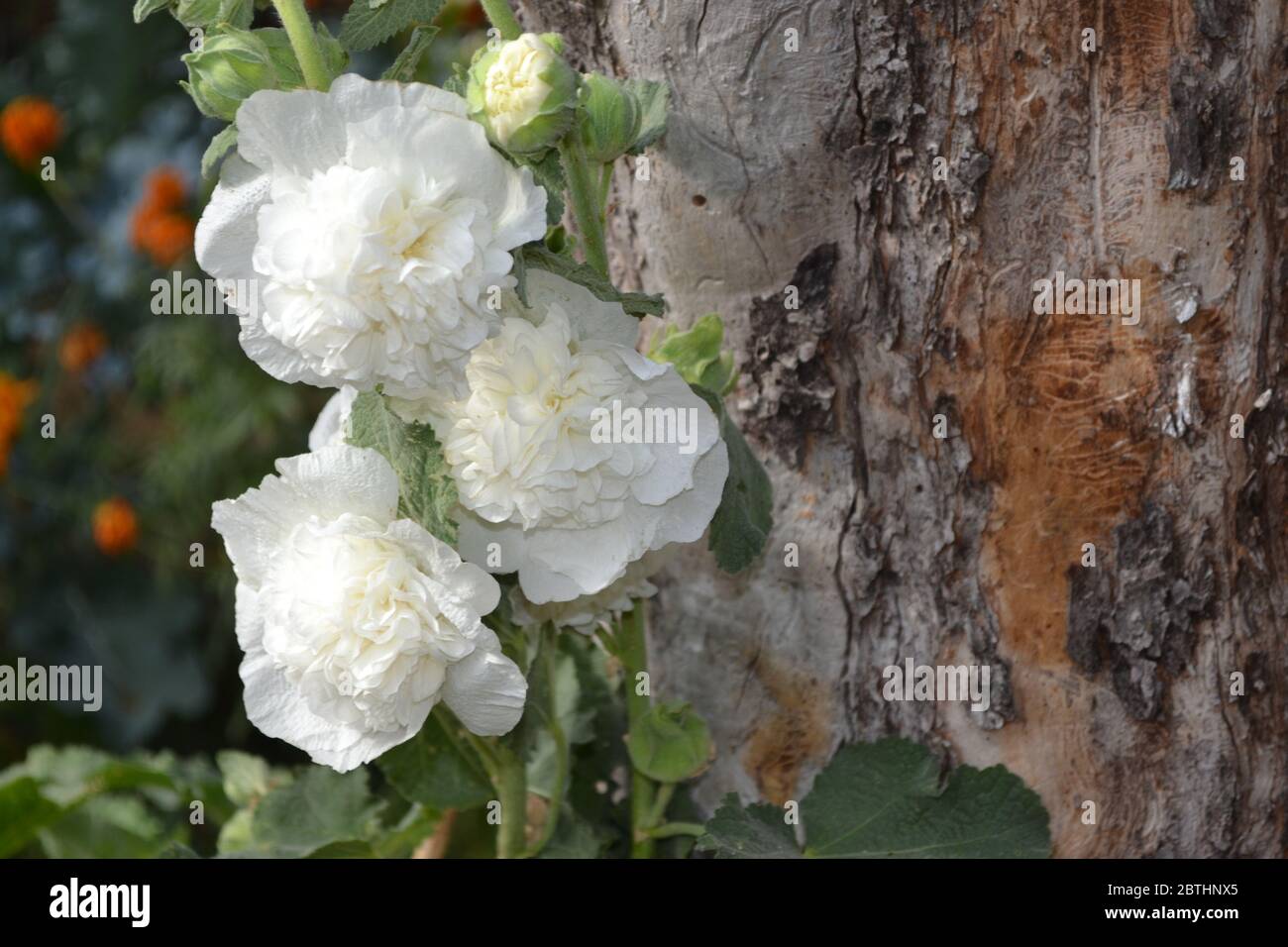 Giardinaggio. Malva. Alcea grandi fiori ricci. Fiori bianchi Foto Stock