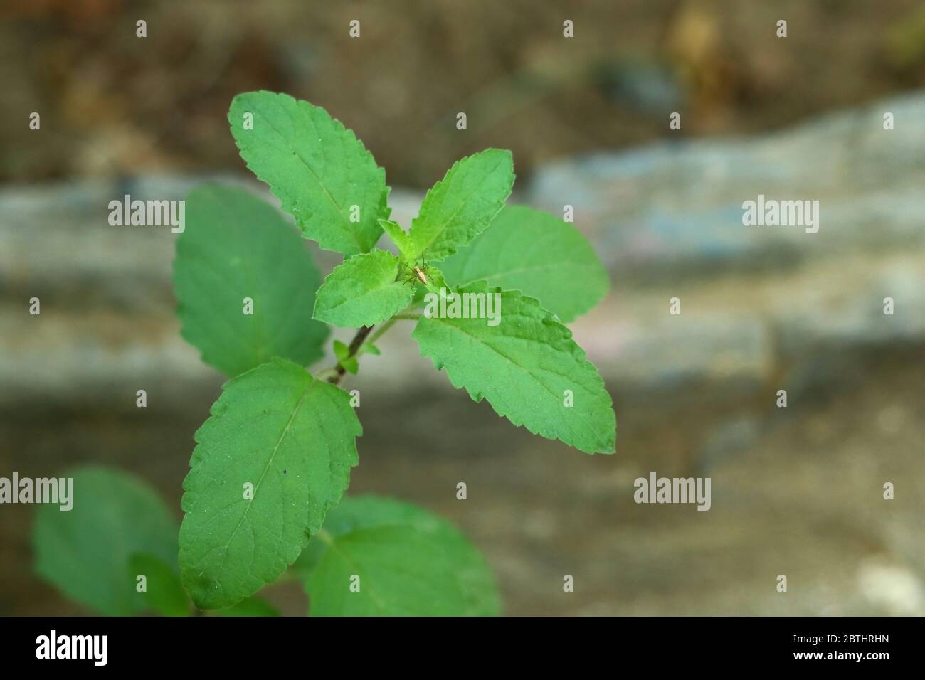 primo piano di foglie di basilico verde che crescono e ragno seduto su foglie di tulsi nel giardino di casa Foto Stock