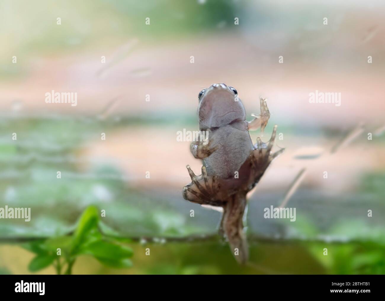 Passaggio di una piccola rana dal tadpole strisciata su vetro trasparente su acqua pulita all'interno del serbatoio Foto Stock
