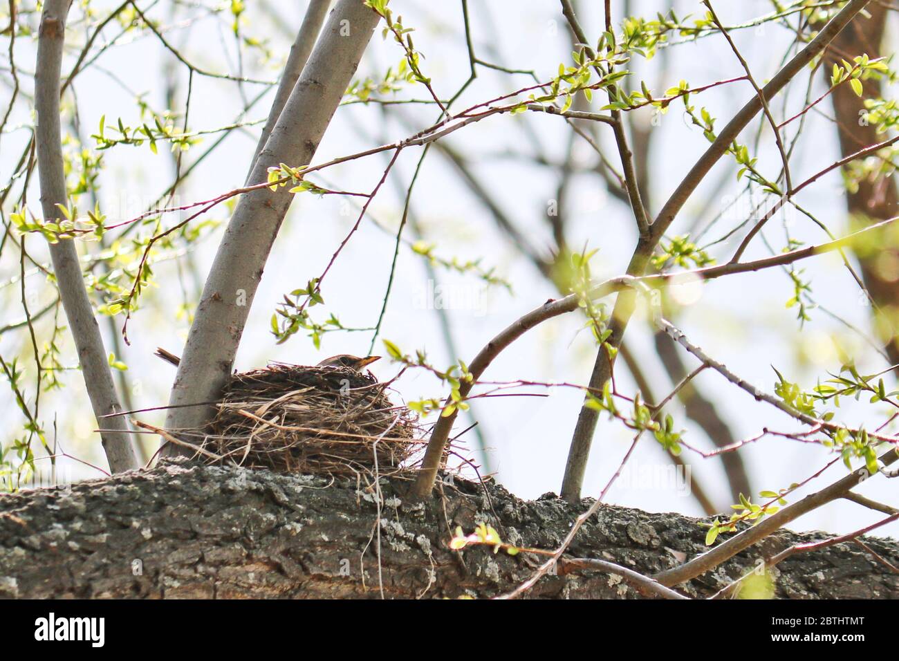 Una femmina fieldbird seduto in un nido cova uova. Cura della prole. Primavera Foto Stock
