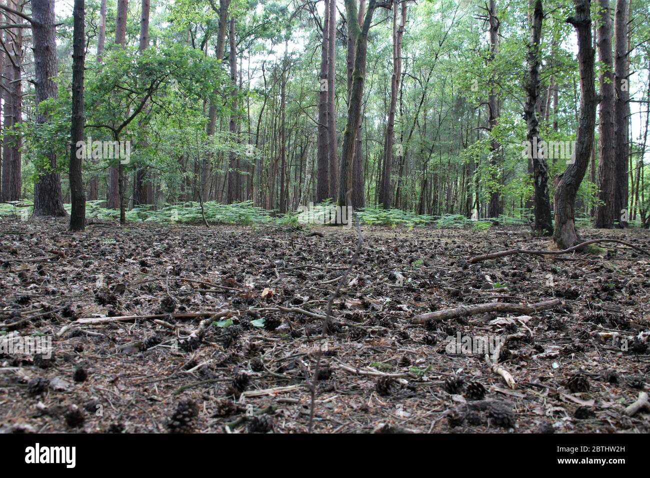 coni di pino morti che litterano il pavimento di una foresta Foto Stock