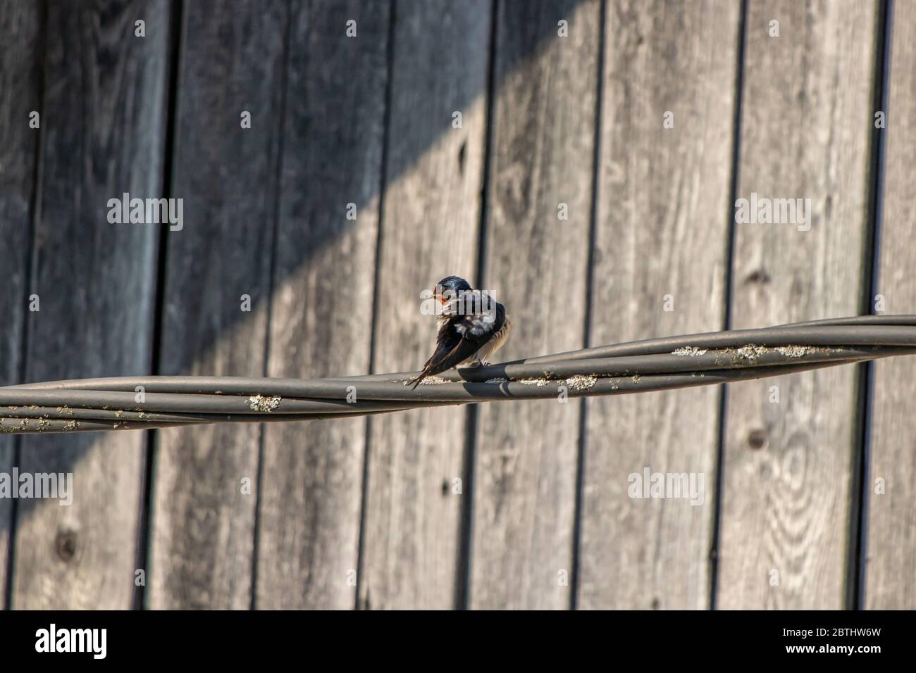 Il barnaioletto poggia sul cavo elettrico Foto Stock