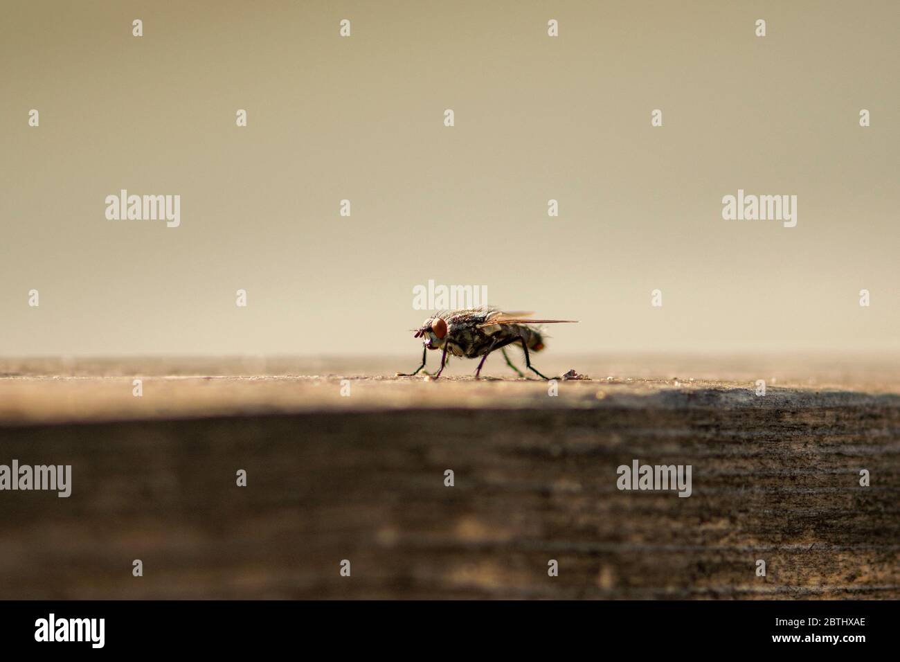 Housefly seduta su legno trasmette malattie Foto Stock