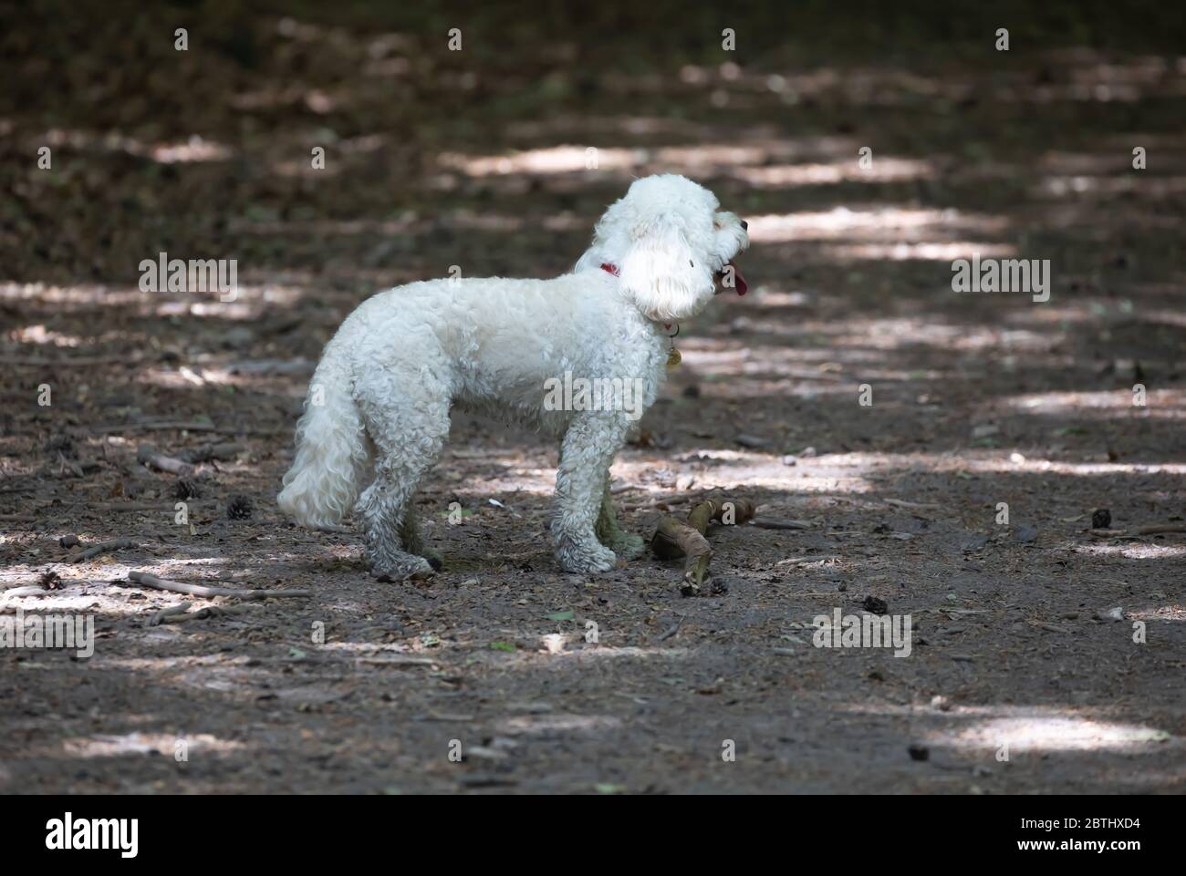 Limpsfield Common, Surrey, UK, 26 maggio 2020, un cane bianco samll che si gode una passeggiata sul comune di Limpsfield. Le previsioni meteo sono per 25C/Sunny e Sunny per il resto della settimana nel sud del Regno Unito.Credit: Keith Larby/Alamy Live News Foto Stock