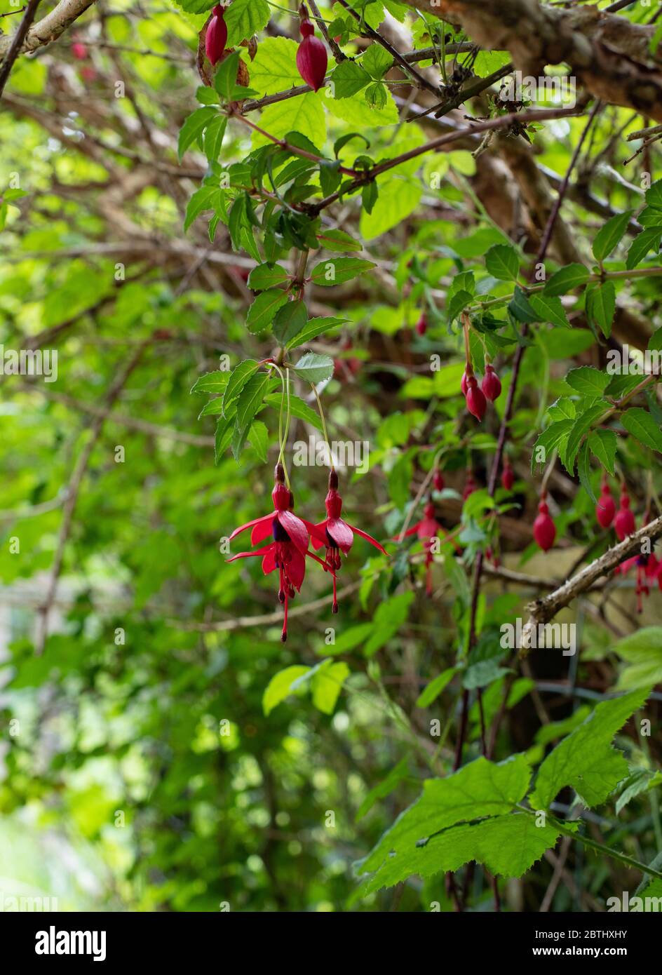 Fushia che cresce selvatico. Foto Stock