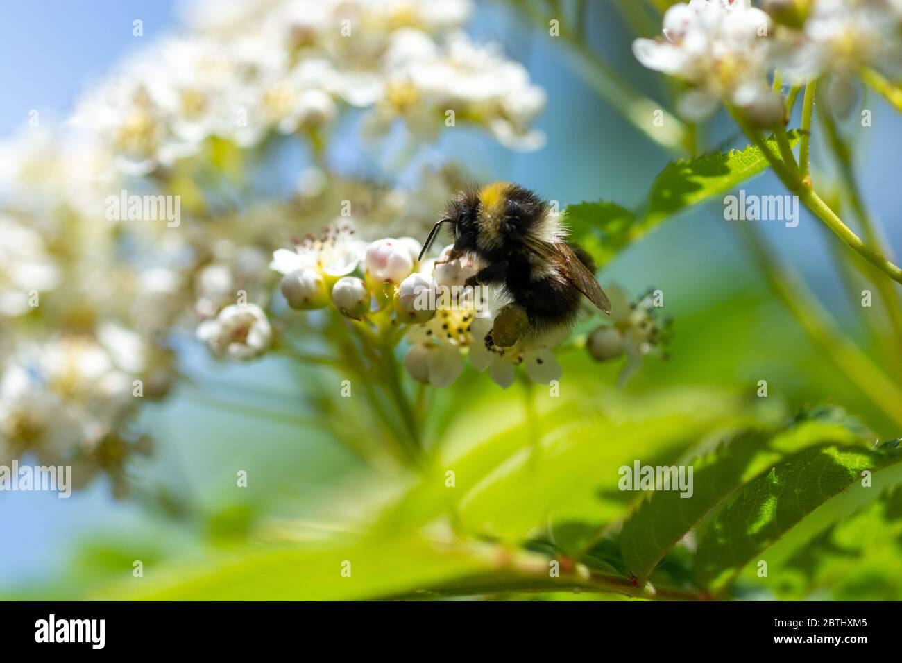 Bumblebee (Bombus terrestris) con coda di rombi su fiori bianchi di cenere di montagna Foto Stock