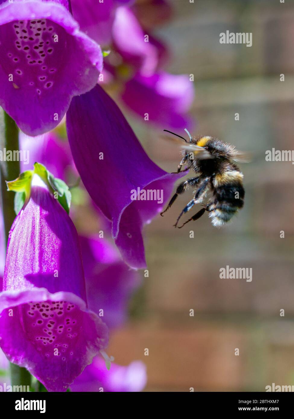 Bumblebee a coda di buff (Bombus terrestris) su un foxguanto viola (digitale) Foto Stock