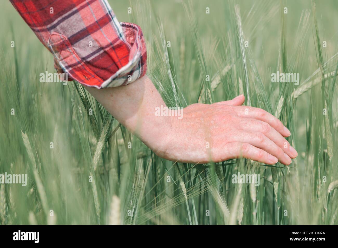 Mano femminile che tocca coltivazioni di orzo verde in campo, agronomo donna che cammina attraverso la piantagione Foto Stock
