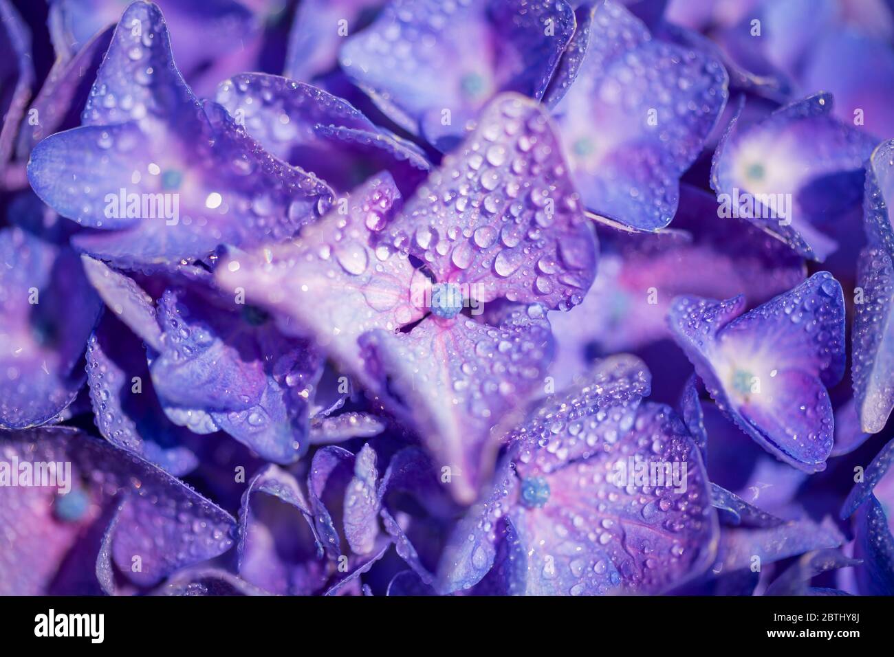 Primo piano di un fiore porpora di idrangea con gocce di rugiada, sfondo floreale Foto Stock