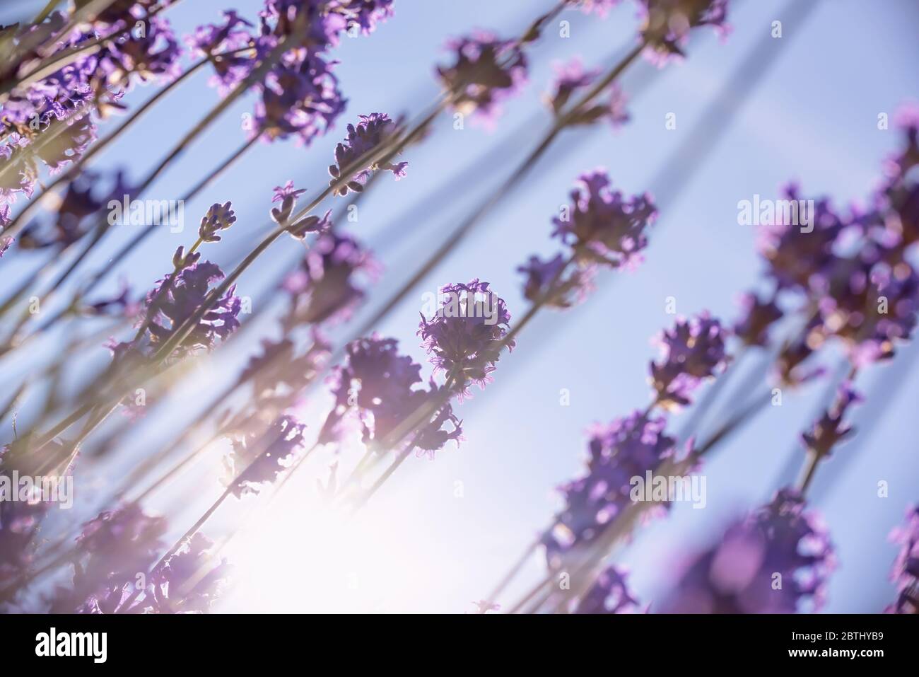 Vista dal basso di fiori viola lavanda, sole e cielo blu Foto Stock