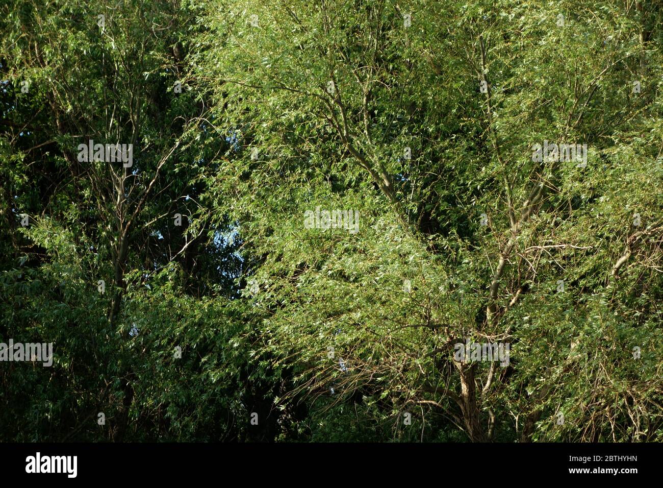 Le sorgenti naturali partono dal Danubio e dalle sue braccia in Romania. Cercate di godere di questi posti meravigliosi Foto Stock