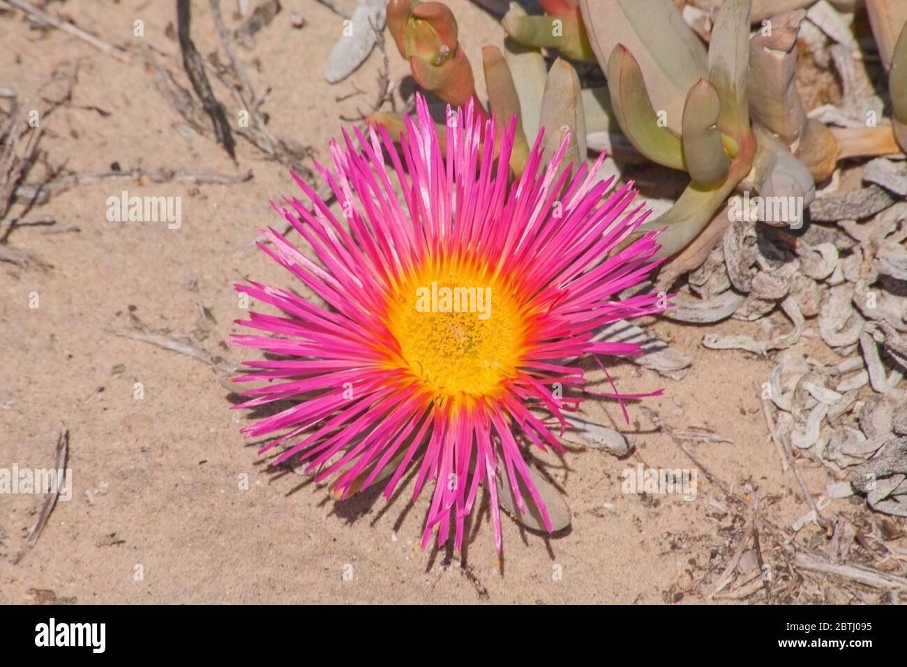 Mat gigante Vygie Cephalophyllum spugiosum 12286 Foto Stock