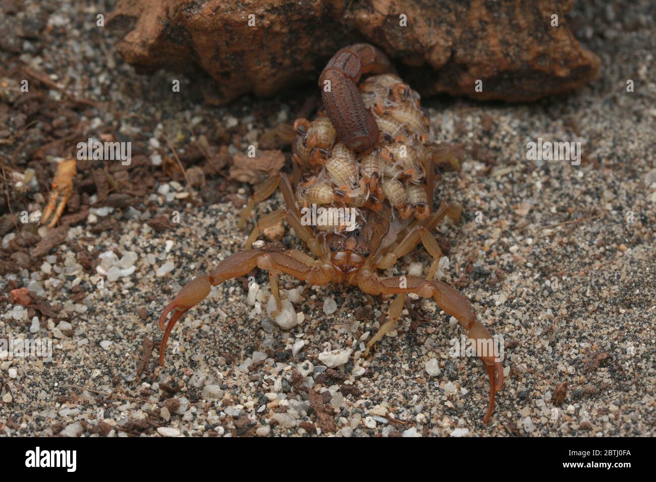 Femmina Hottentotta hottentotta (Fabricius, 1787) con bambini Foto Stock