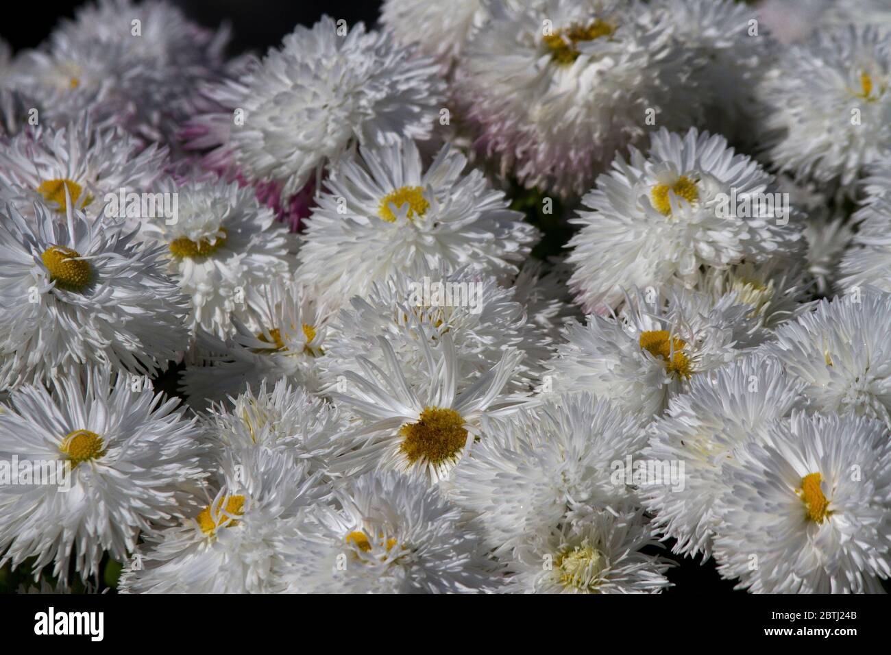 Bellis o Pom Paisies Pom sono una varietà orticola della Daisy selvaggia e sono una pianta popolare di lettiera in giardini formali. Foto Stock