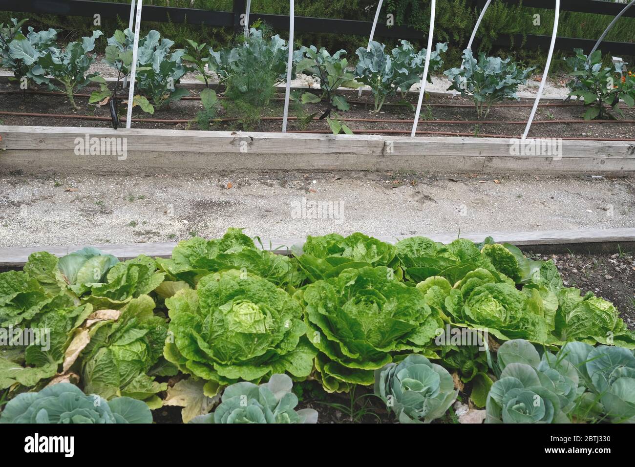 Giardino urbano in piena fioritura, Broccoli, mais, Kale, efficienza dell'acqua e controllo delle alluvioni Foto Stock