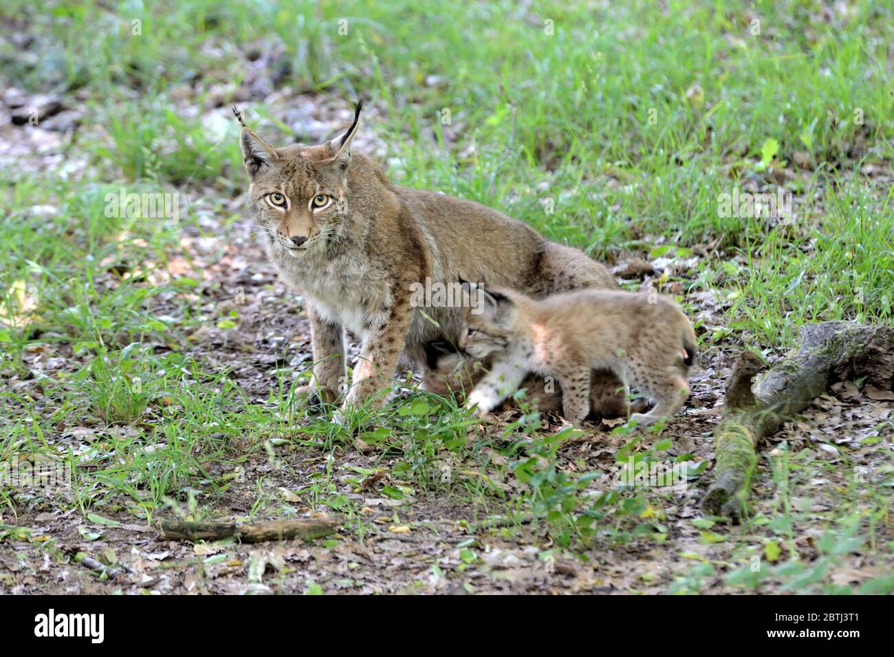 Luchs Foto Stock