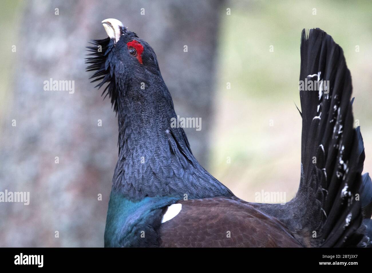 Balzender Auerhahn Foto Stock