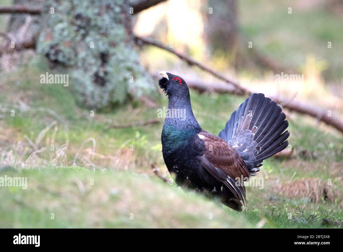 Balzender Auerhahn Foto Stock